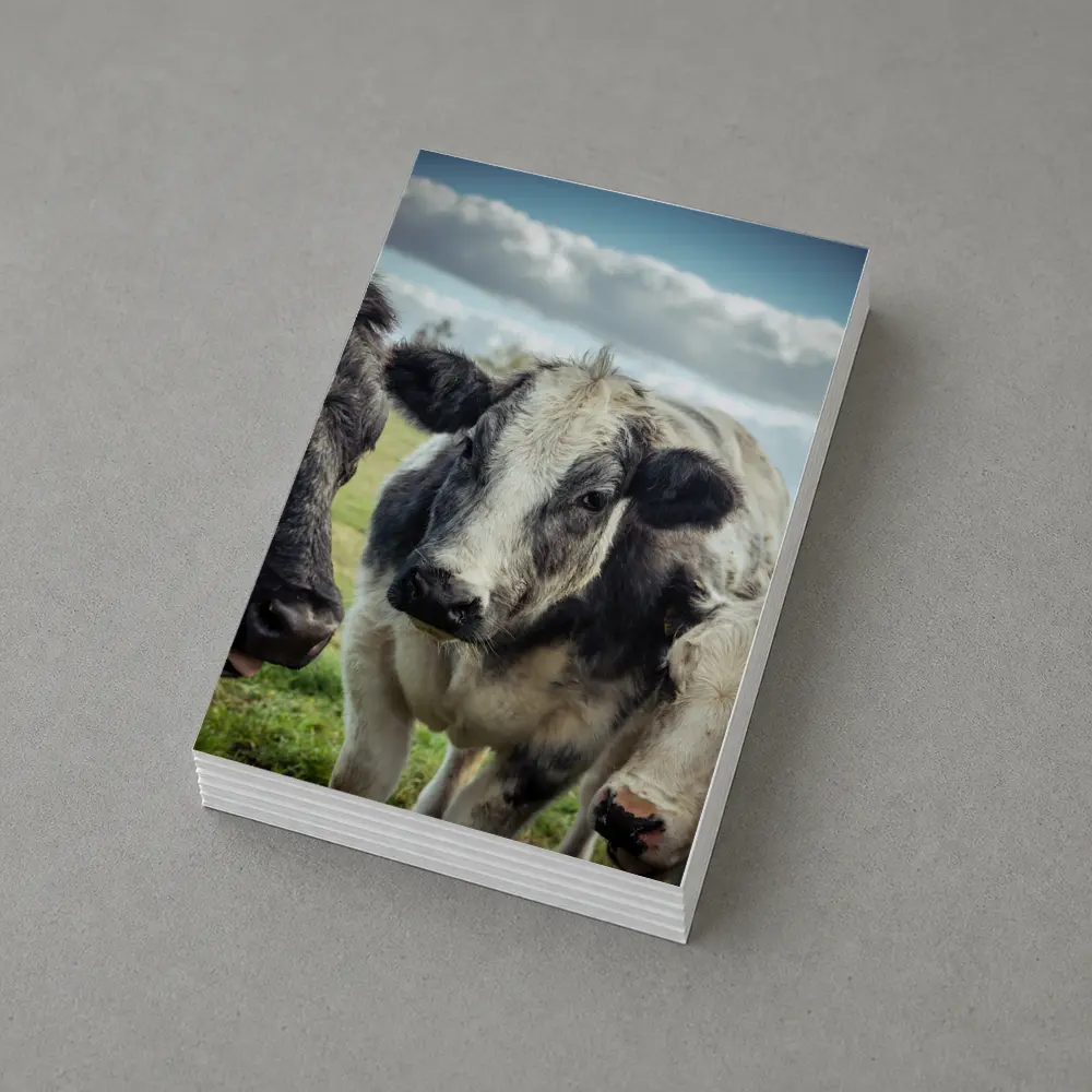 Black White Cow Close Up Green Field – Postcards