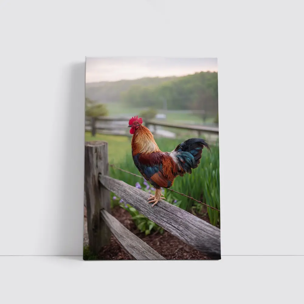 Rooster Perched On Wooden Fence Farm – Wall Art