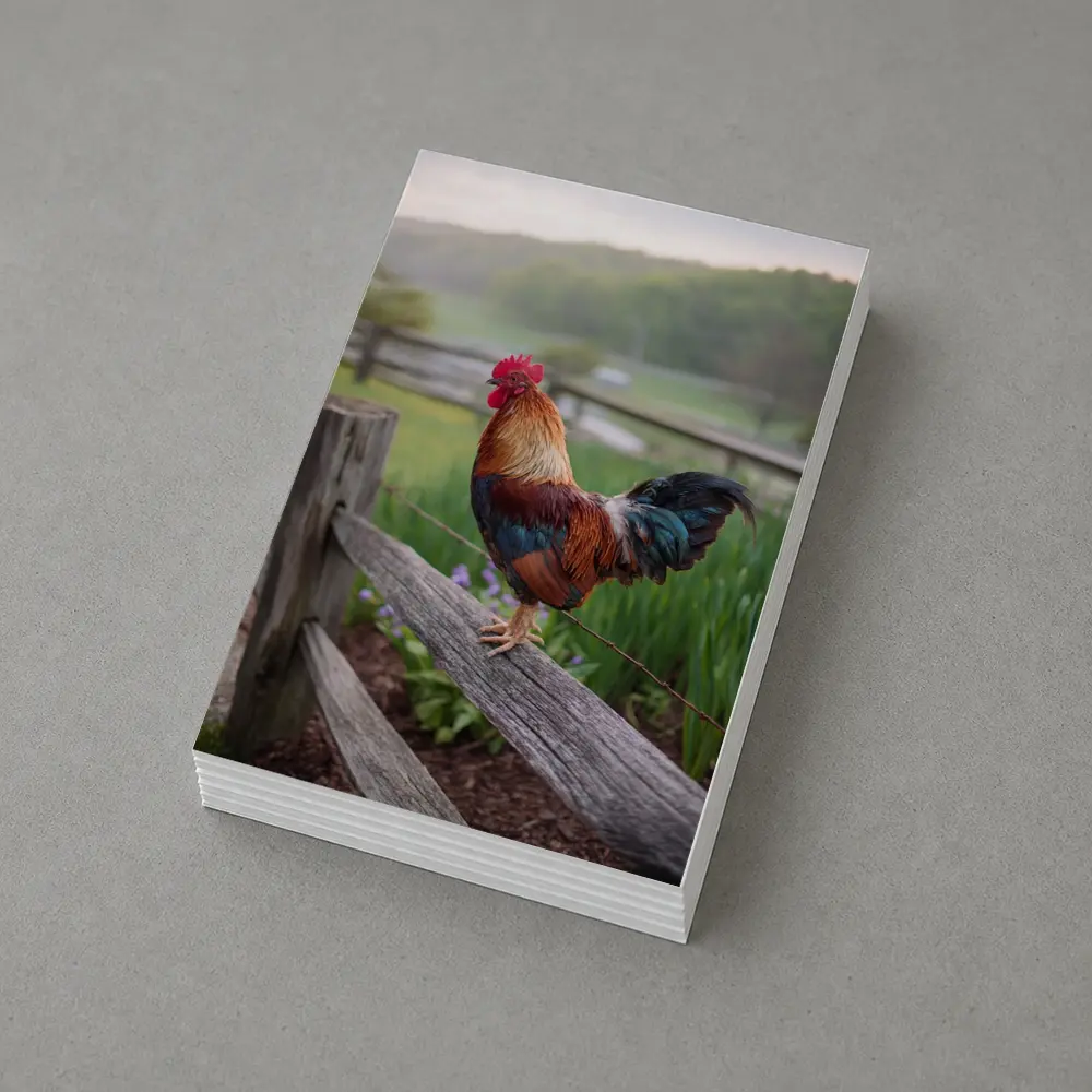 Rooster Perched On Wooden Fence Farm – Postcards