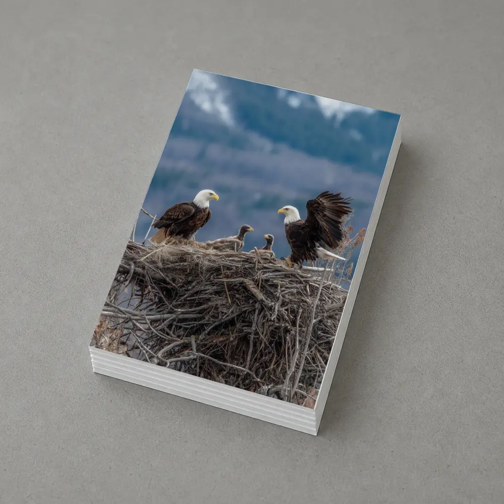 Bald Eagles Nesting With Mountain Background – Postcards