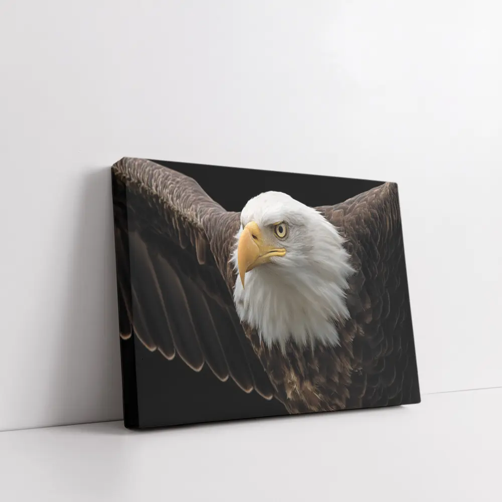 Bald Eagle Flying Against Dark Background – Wall Art