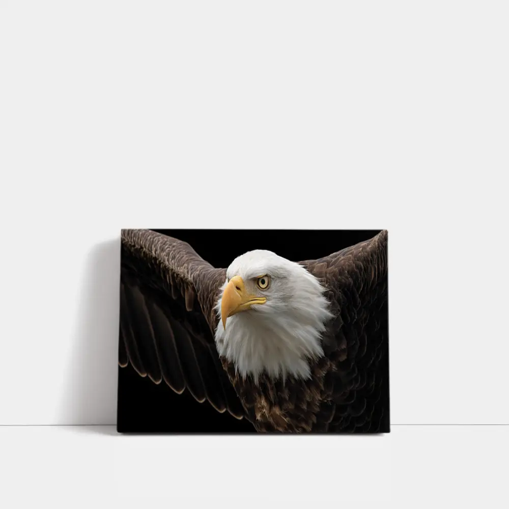 Bald Eagle Flying Against Dark Background – Wall Art