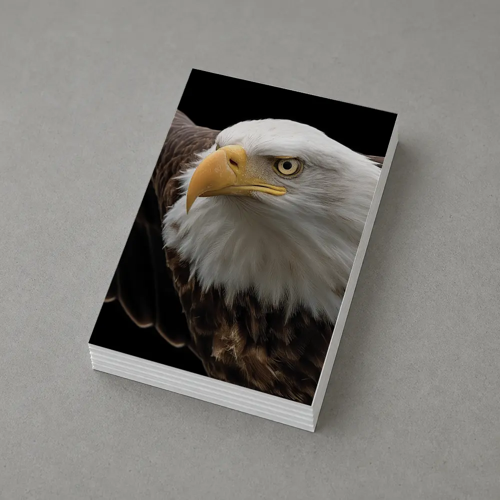 Bald Eagle Flying Against Dark Background – Postcards