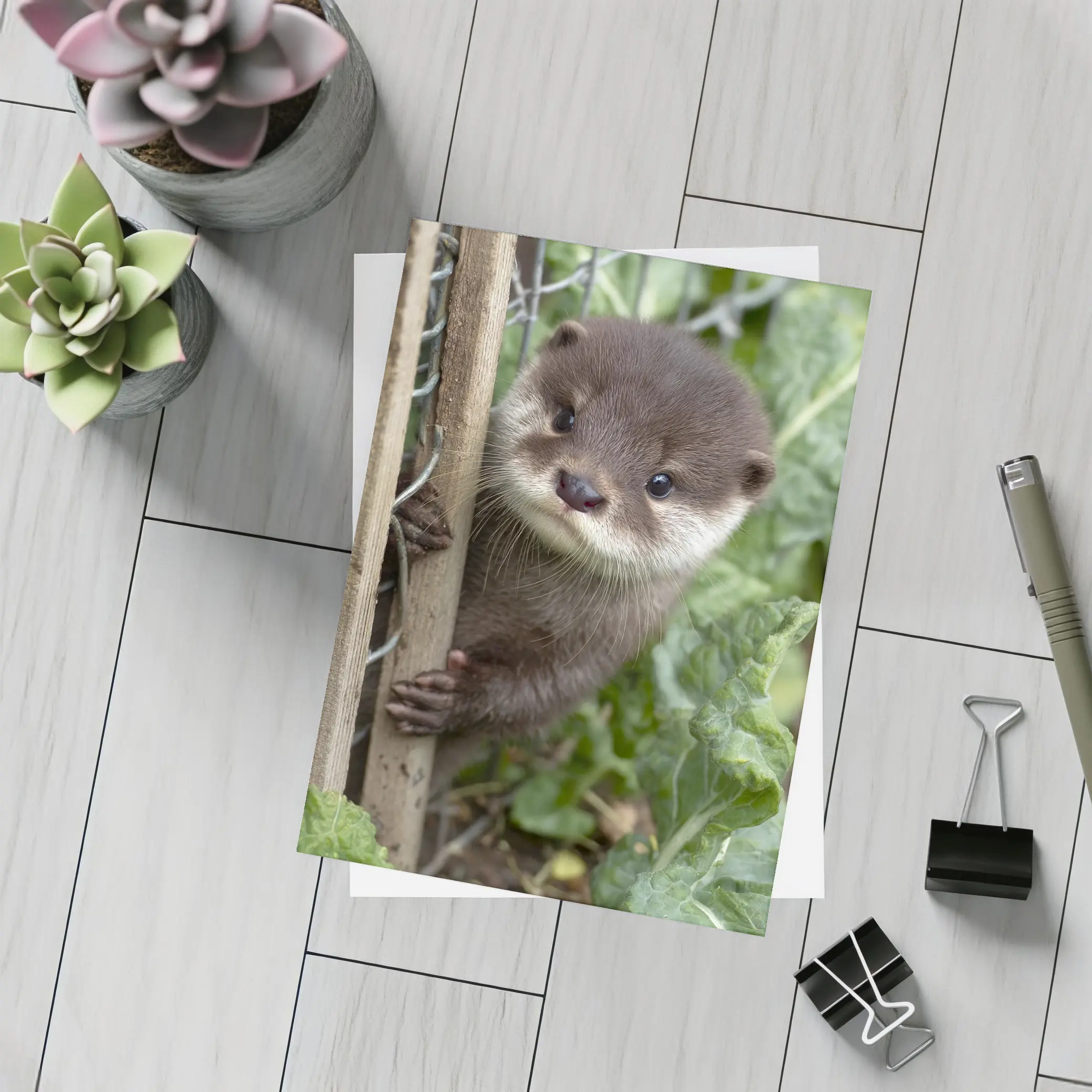 Baby Otter Peeking Through Wooden Fence – Postcards