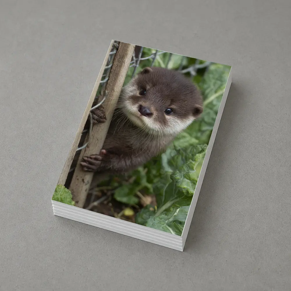 Baby Otter Peeking Through Wooden Fence – Postcards