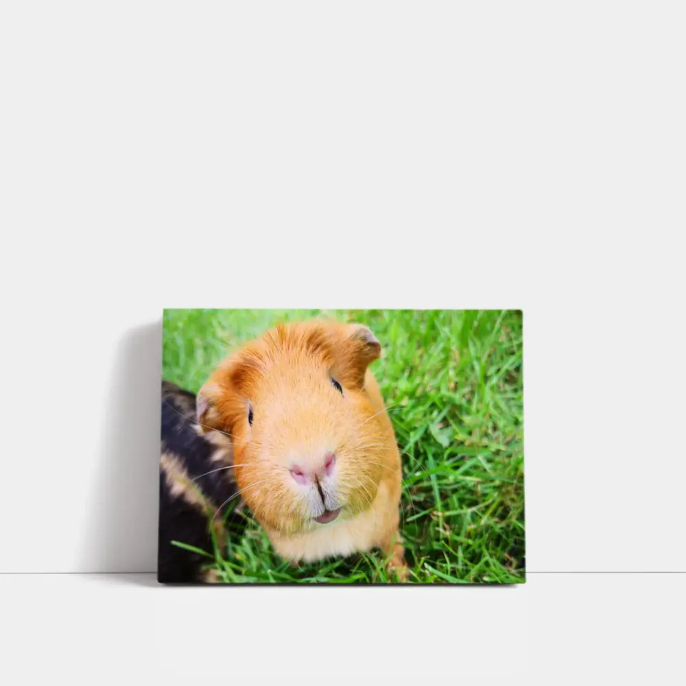 Guinea Pig Close Up Green Grass Background – Wall Art
