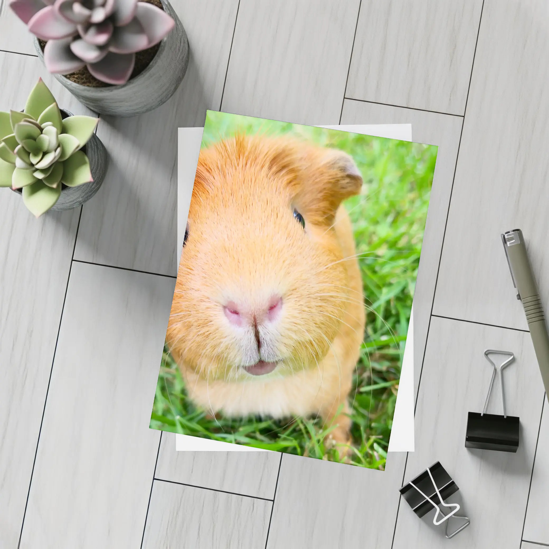 Guinea Pig Close Up Green Grass Background – Postcards