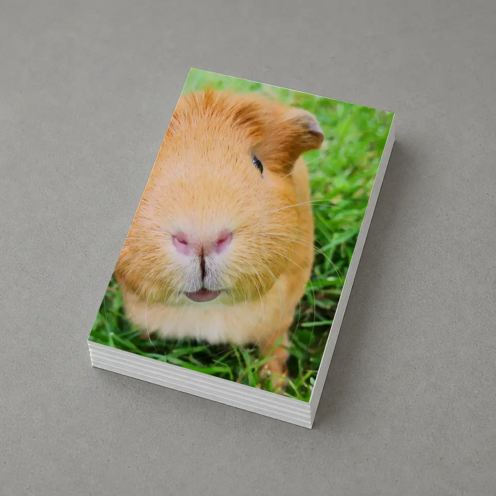 Guinea Pig Close Up Green Grass Background – Postcards