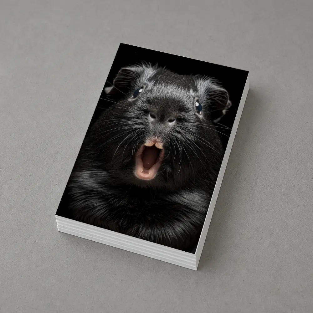 Black Guinea Pig Open Mouth Dark Background – Postcards
