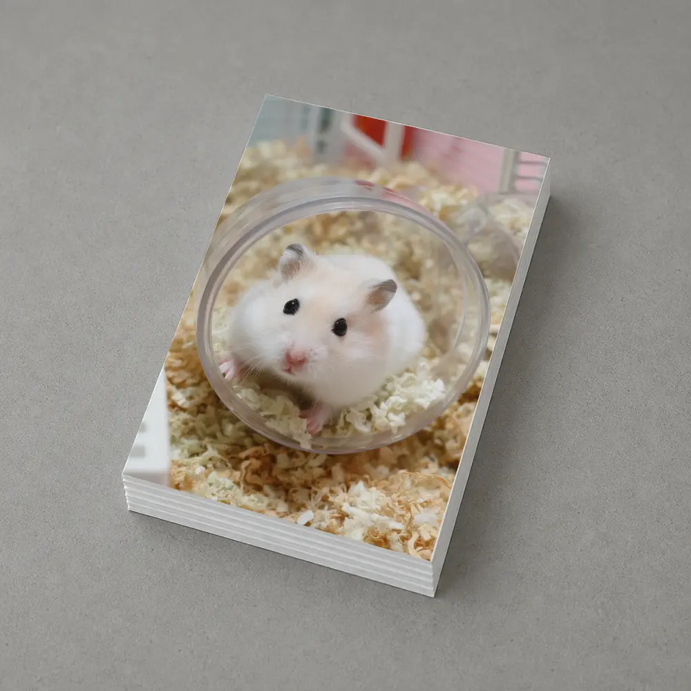 White Hamster Sitting Inside Clear Ball – Postcards