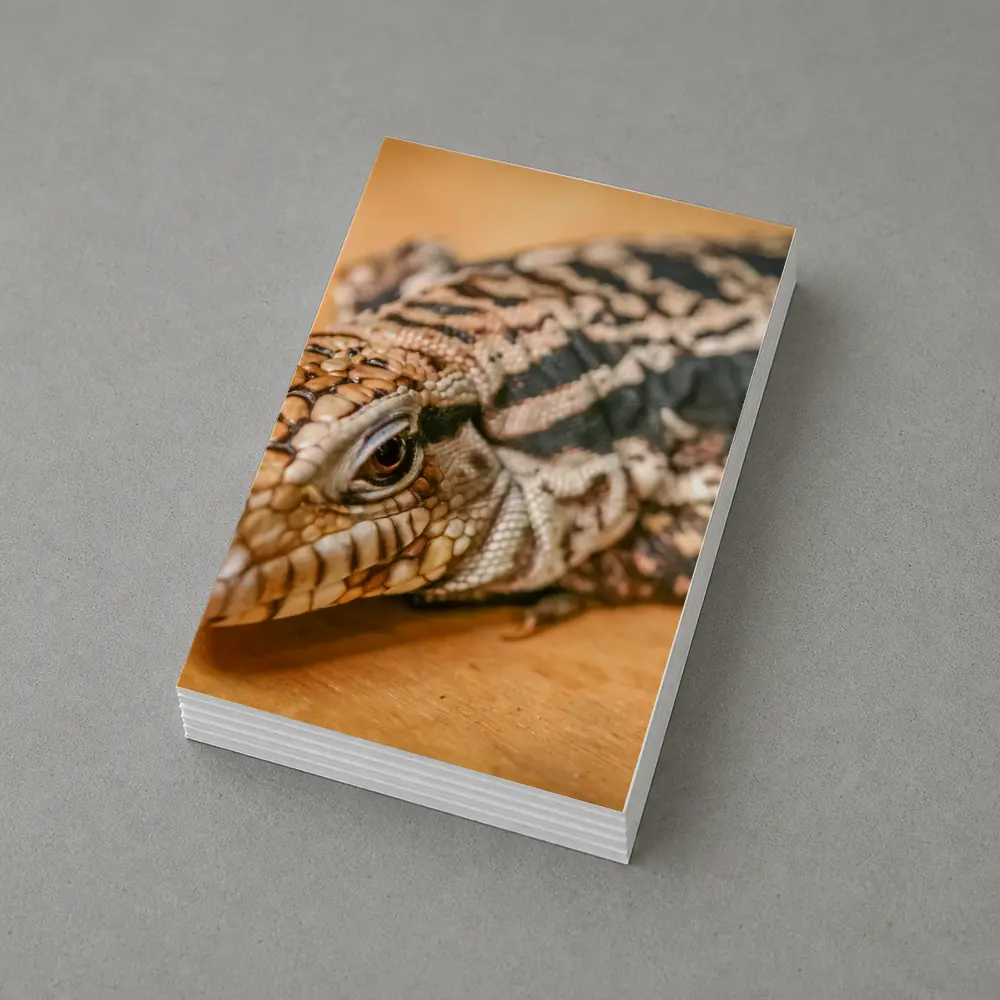 Argentine Black White Tegu Lizard Wood – Postcards