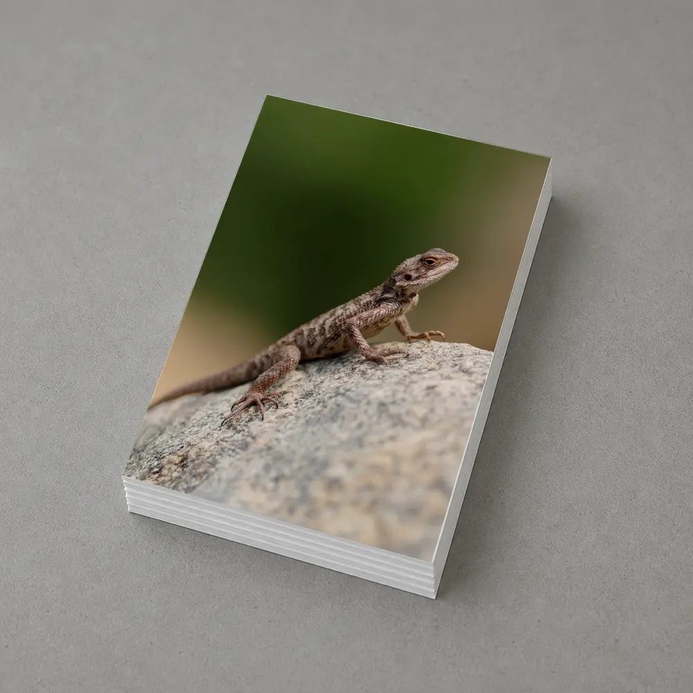 Brown Lizard Perched On Rock Outdoors – Postcards