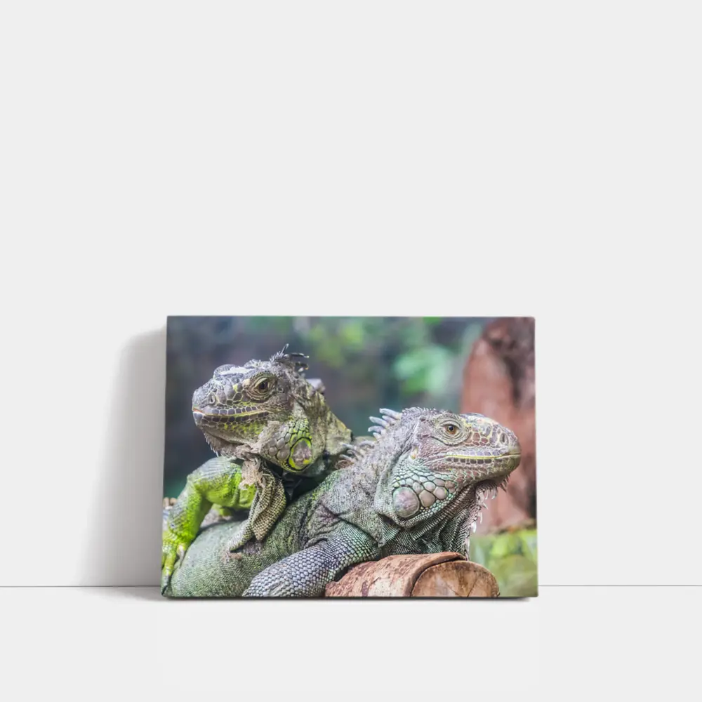 Two Green Iguanas Resting on Wood – Wall Art