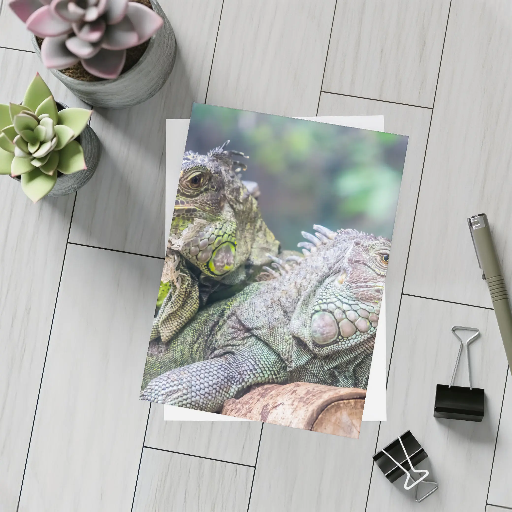 Two Green Iguanas Resting on Wood – Postcards