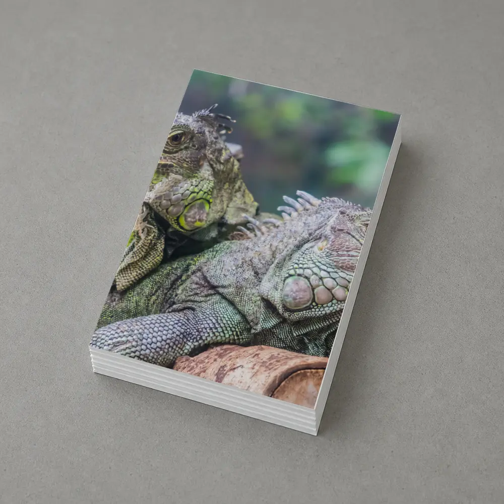 Two Green Iguanas Resting on Wood – Postcards
