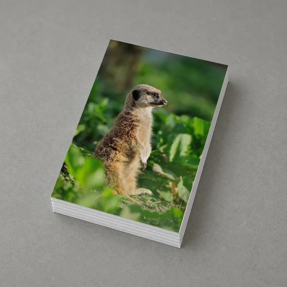 Meerkat Standing Alert In Green Foliage – Postcards