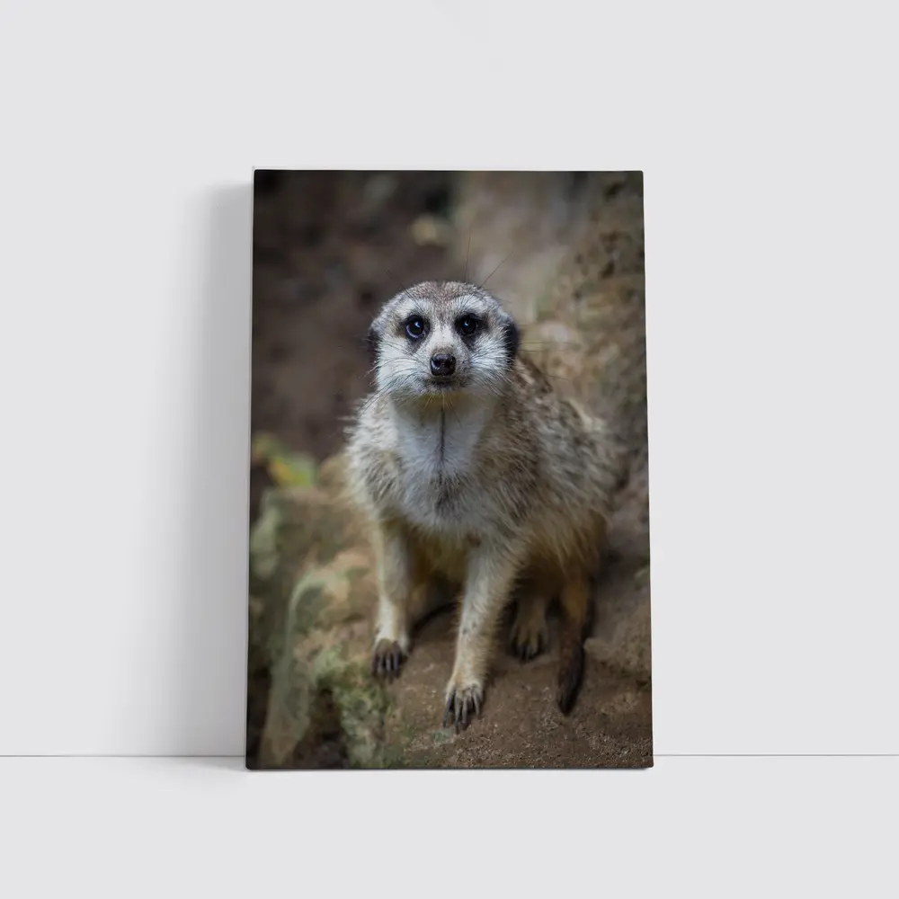Meerkat Portrait Rocky Natural Habitat Background – Wall Art