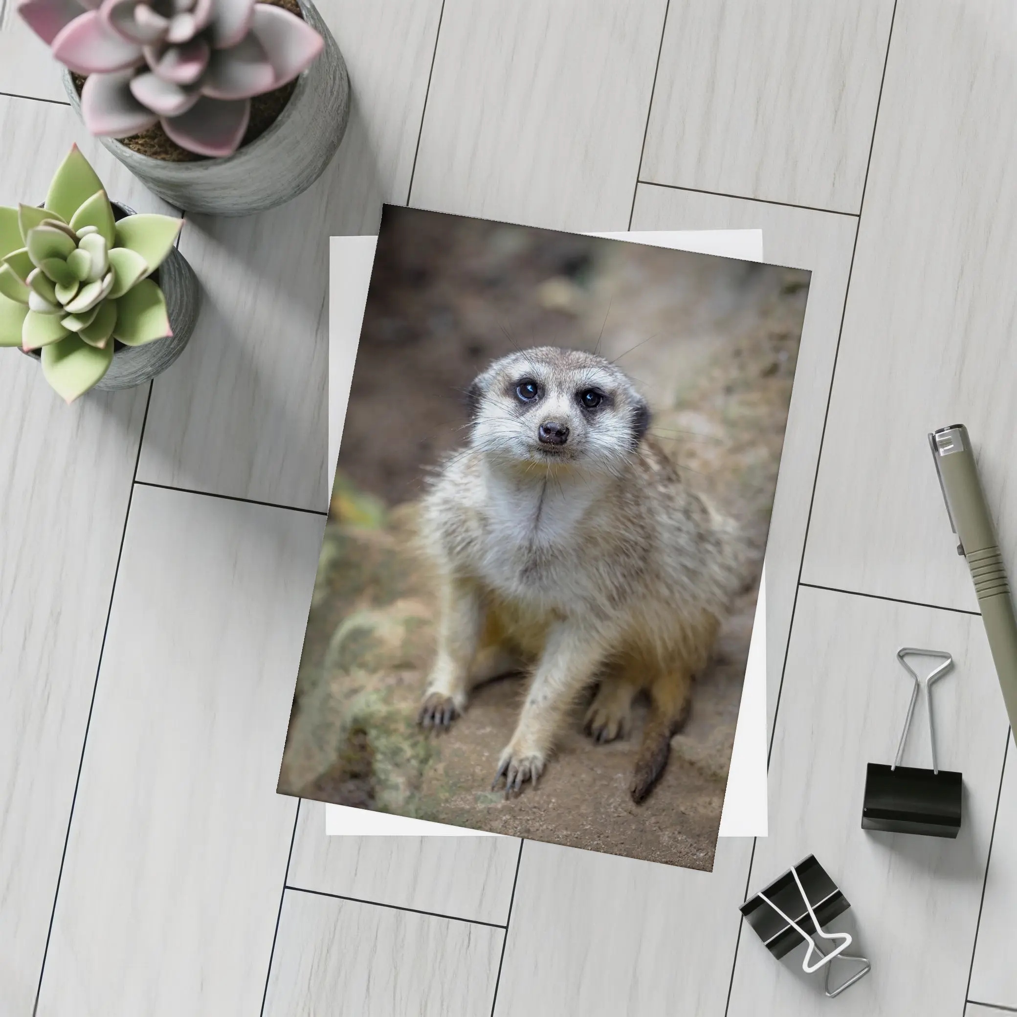 Meerkat Portrait Rocky Natural Habitat Background – Postcards