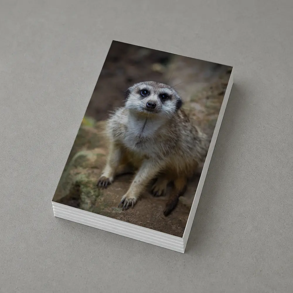 Meerkat Portrait Rocky Natural Habitat Background – Postcards
