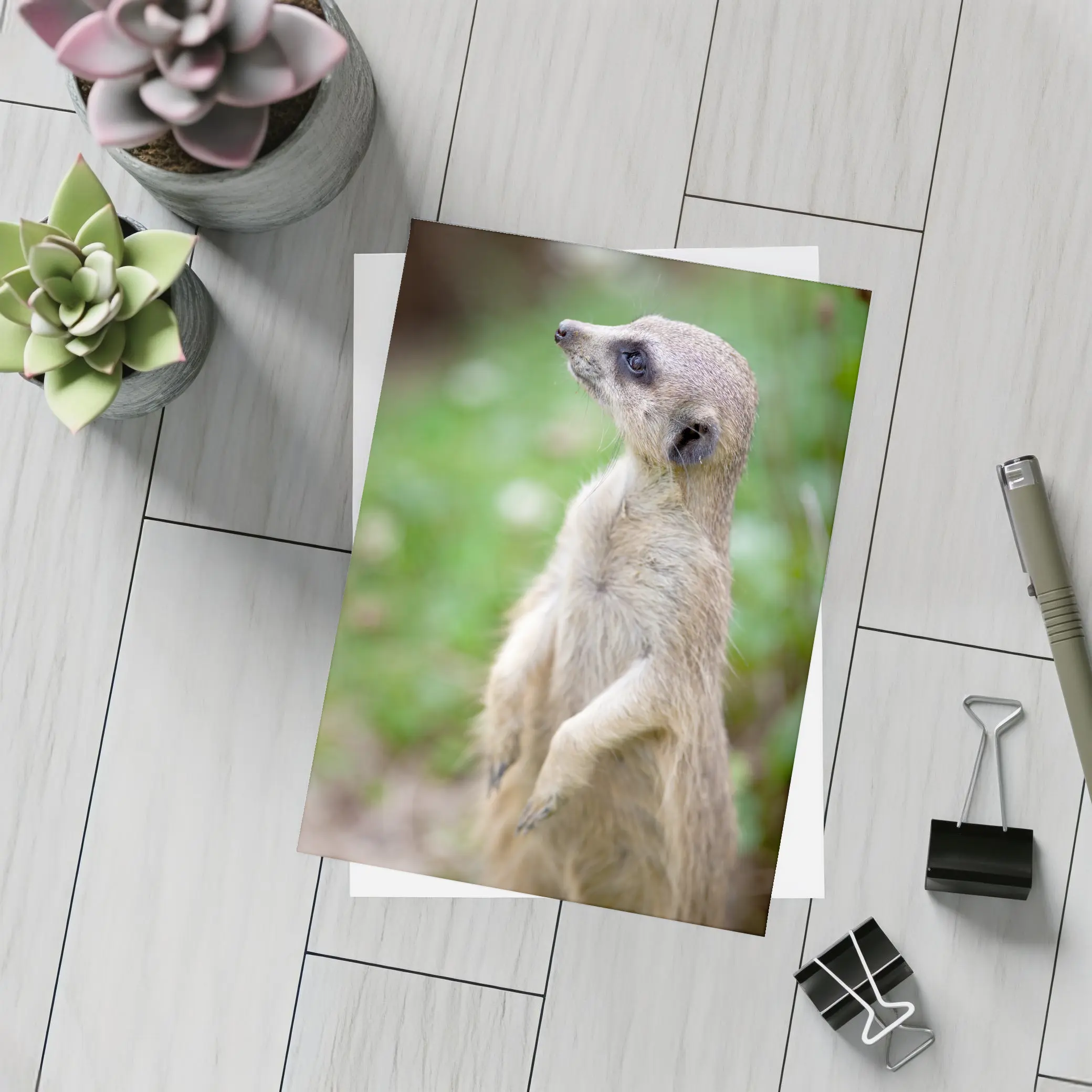 Meerkat Standing Alert Green Nature Background – Postcards