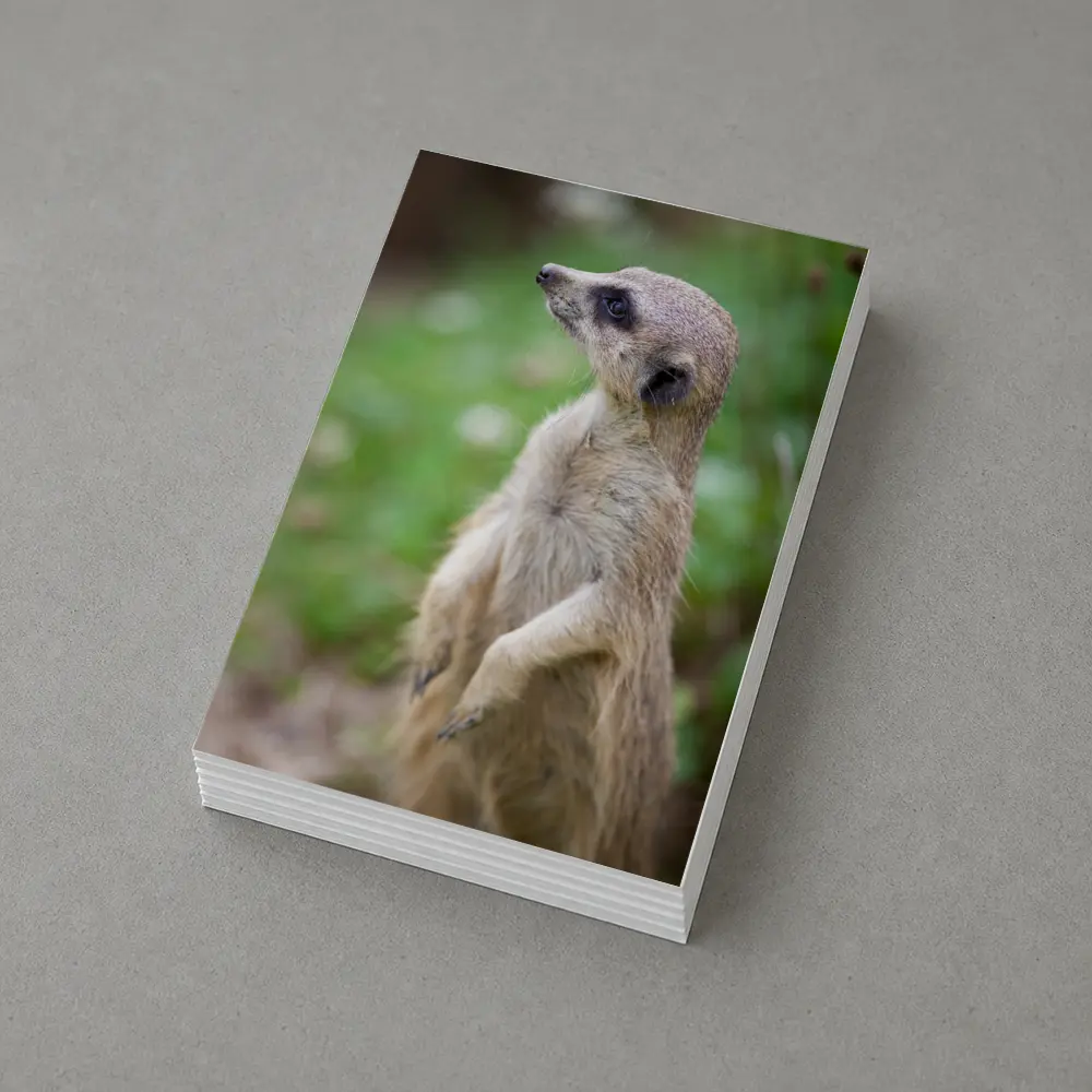 Meerkat Standing Alert Green Nature Background – Postcards