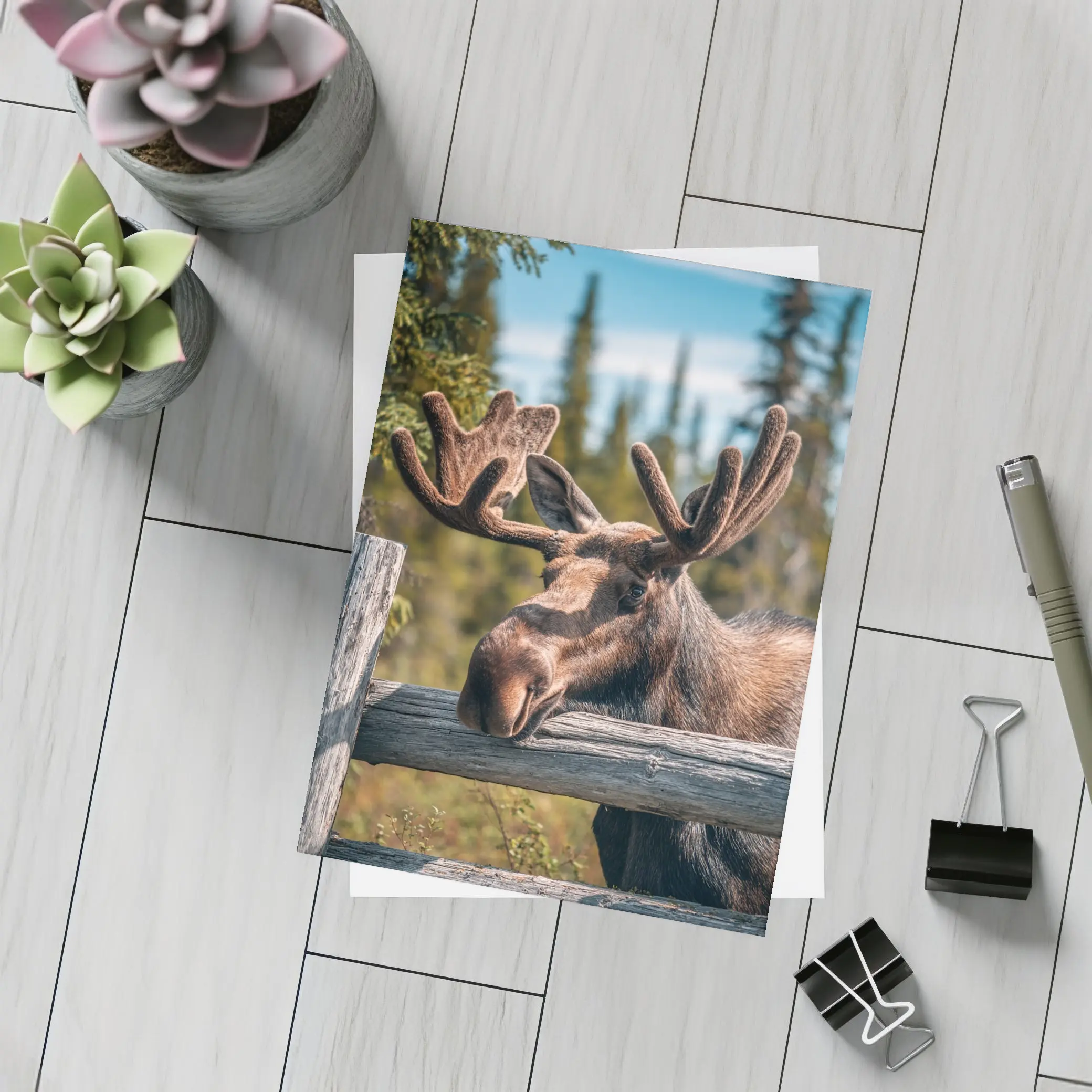 Bull Moose Resting on Wooden Fence Forest – Postcards