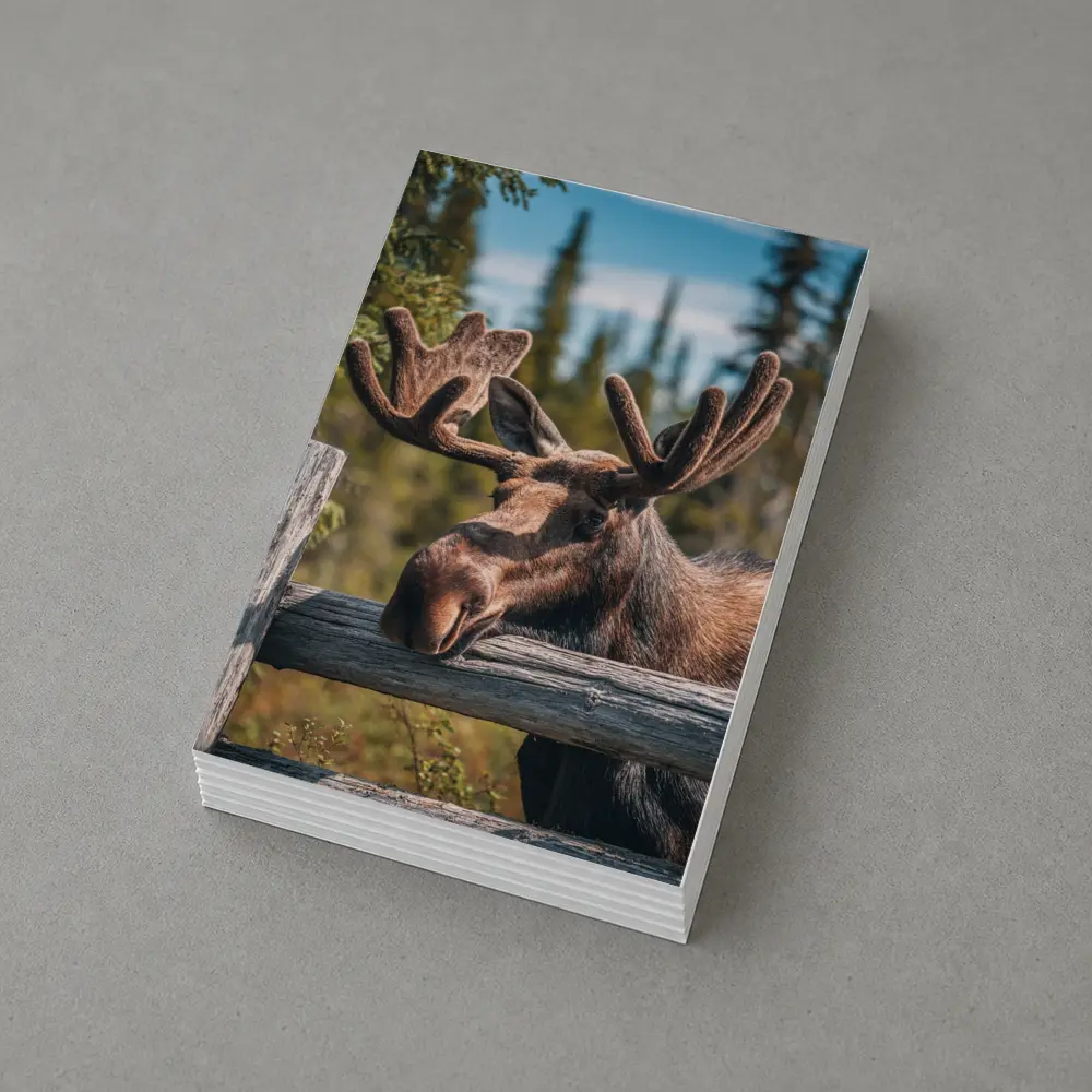 Bull Moose Resting on Wooden Fence Forest – Postcards