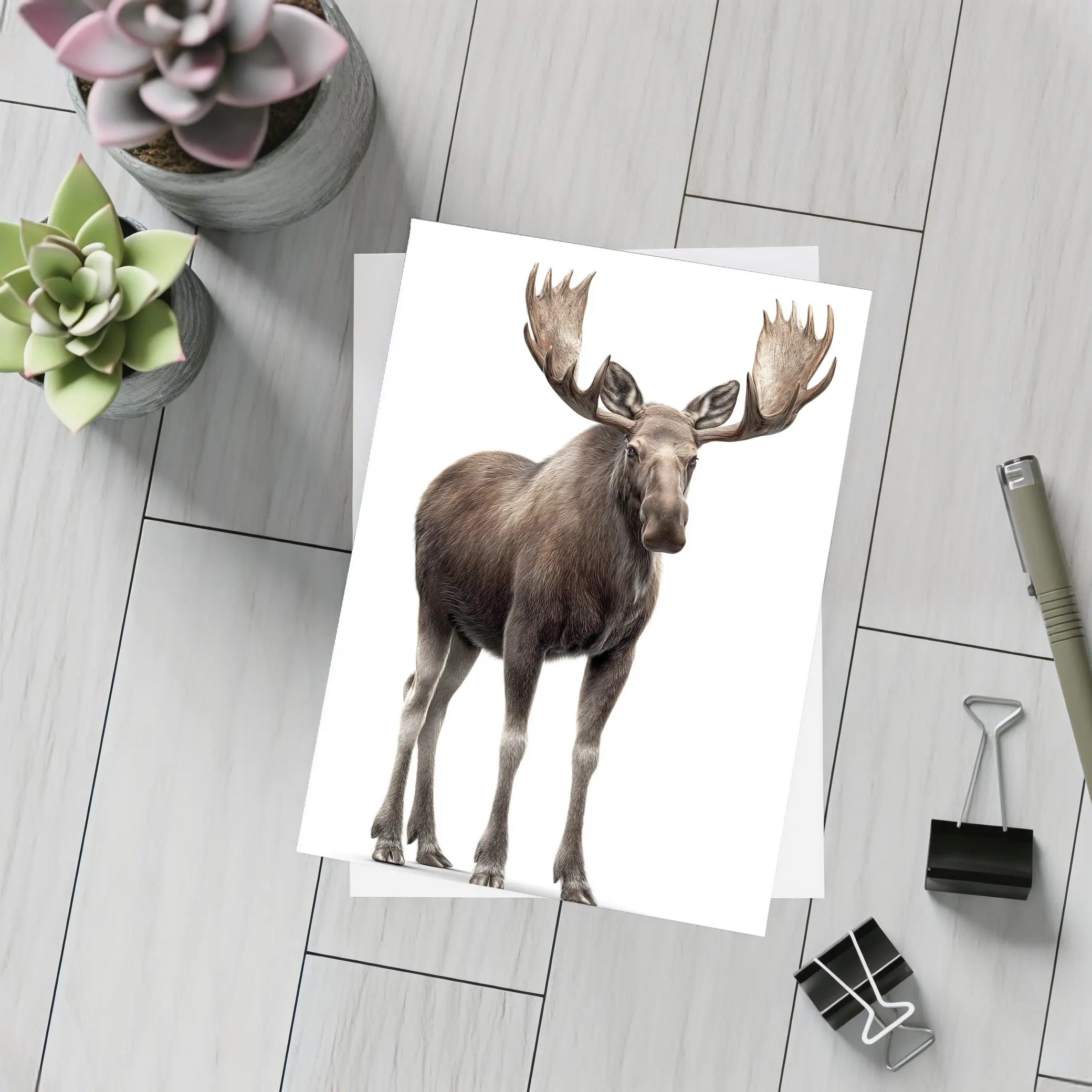 Bull Moose Standing On White Background – Postcards