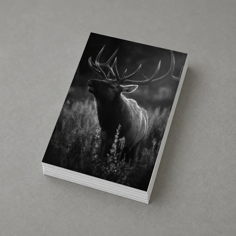 Bull Elk Standing in Dark Meadow Grass – Postcards