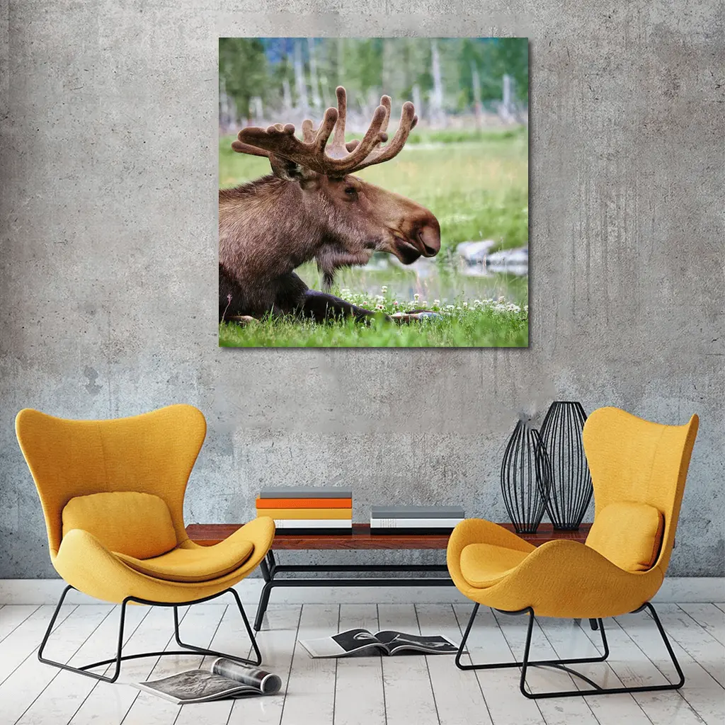 Bull Moose Resting in Green Meadow – Wall Art