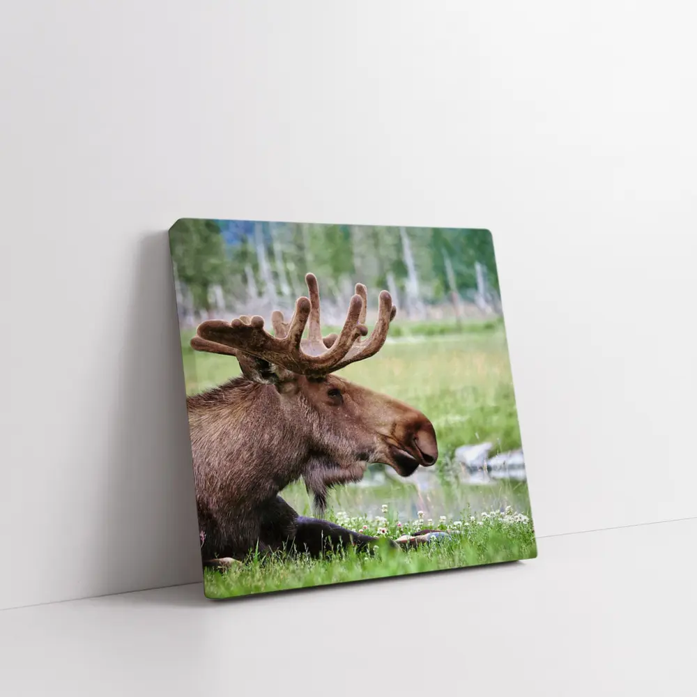 Bull Moose Resting in Green Meadow – Wall Art