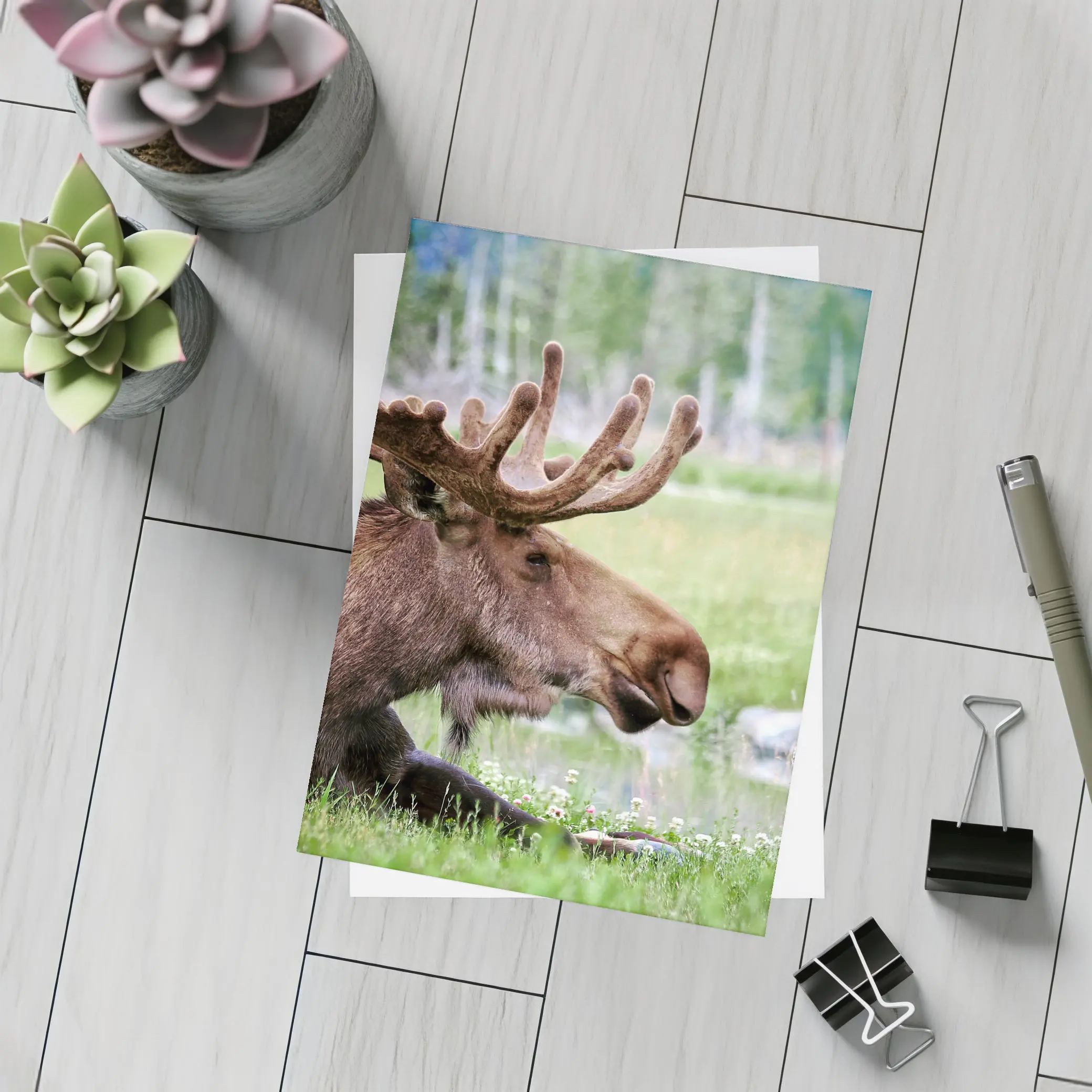 Bull Moose Resting in Green Meadow – Postcards