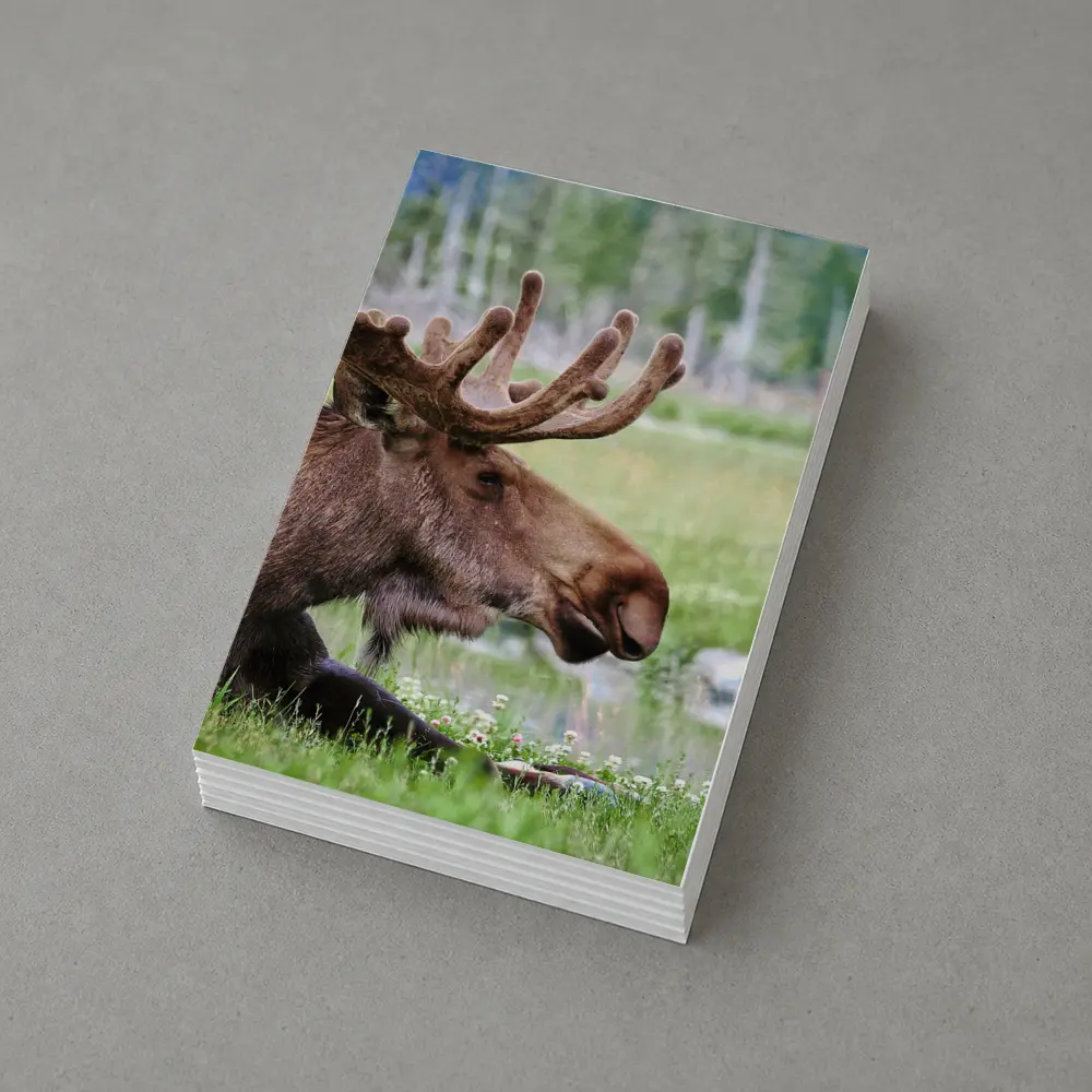 Bull Moose Resting in Green Meadow – Postcards
