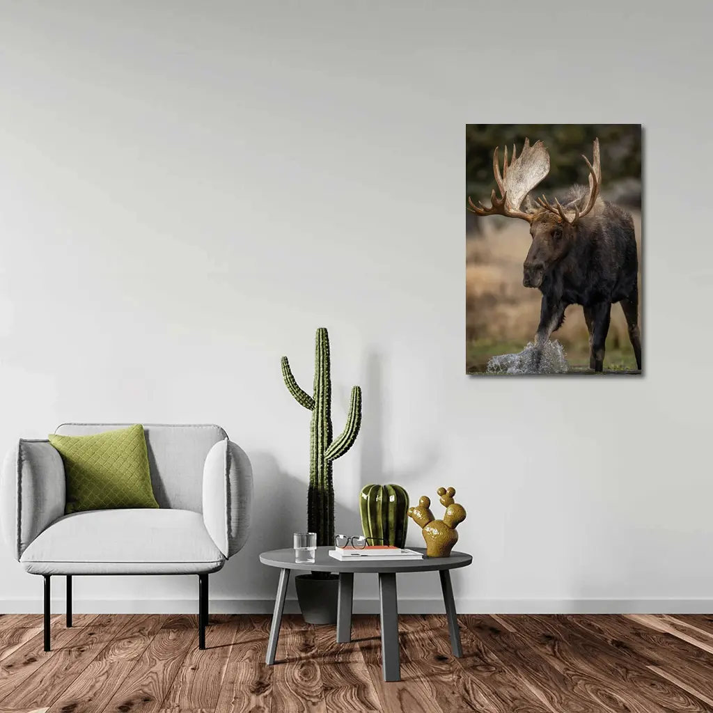 Bull Moose Splashing Water Autumn Wilderness – Wall Art