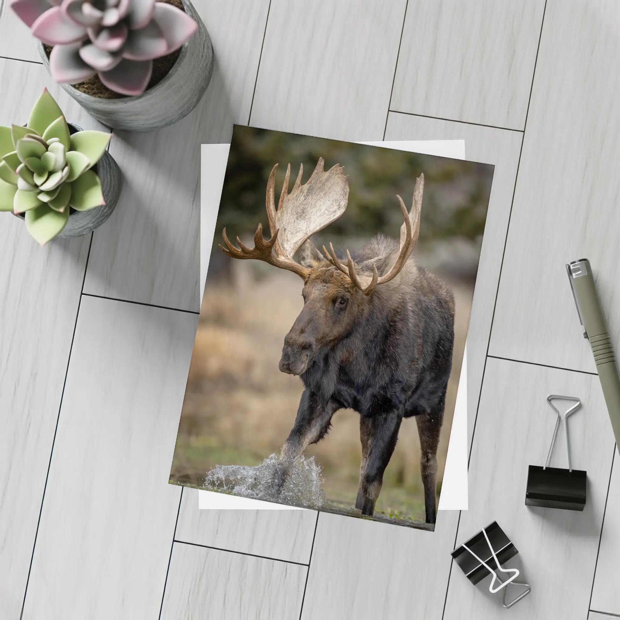 Bull Moose Splashing Water Autumn Wilderness – Postcards