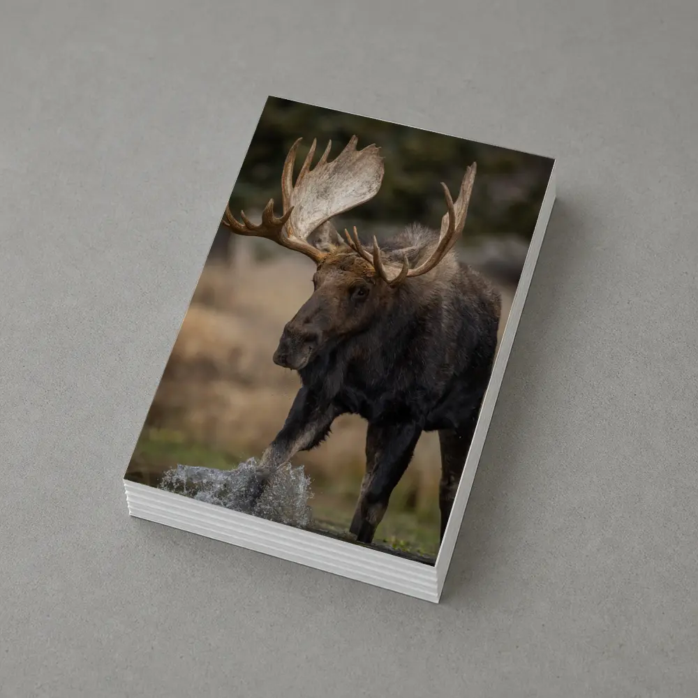 Bull Moose Splashing Water Autumn Wilderness – Postcards