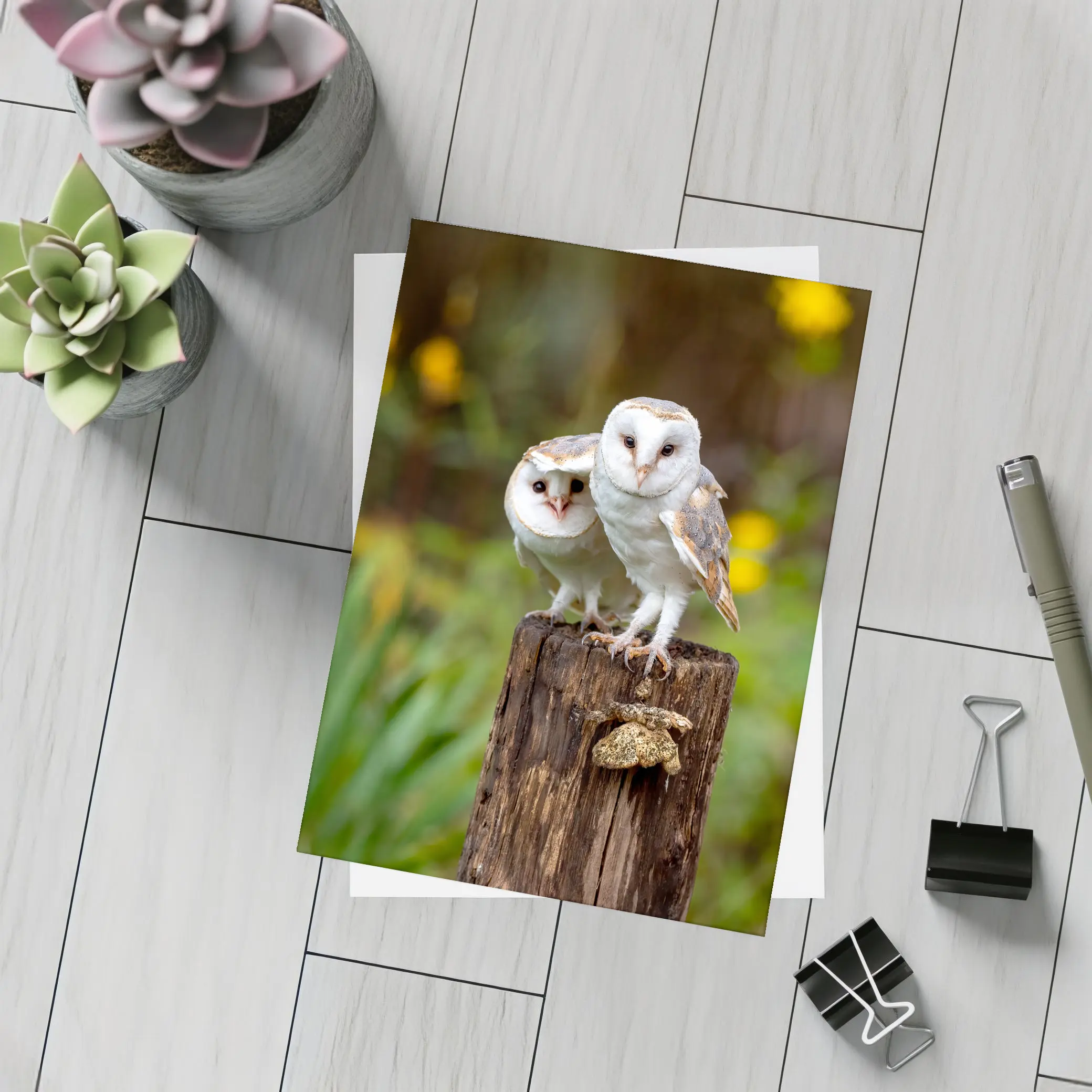 Two Barn Owls Perched On Wooden Post – Postcards