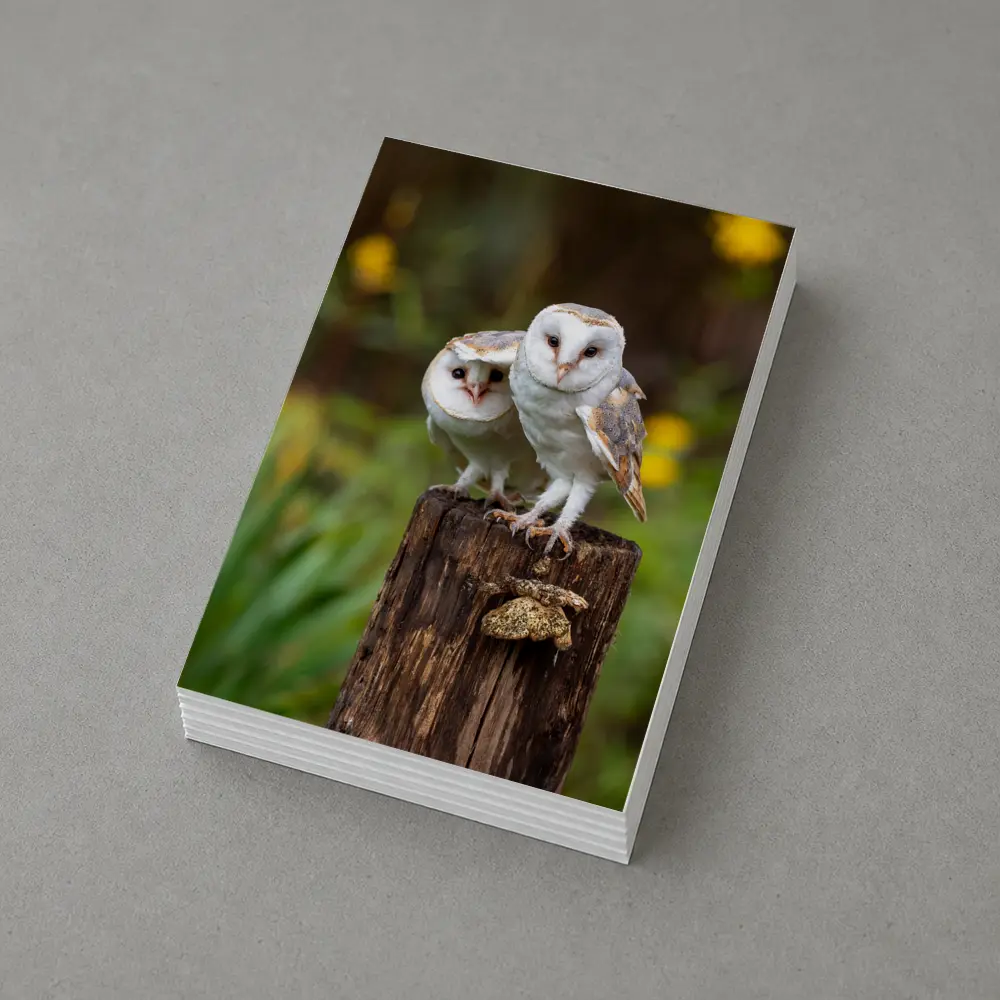 Two Barn Owls Perched On Wooden Post – Postcards