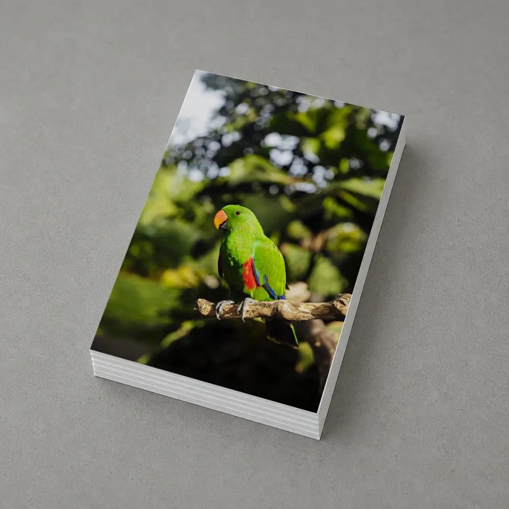 Green Eclectus Parrot Perched on Branch – Postcards