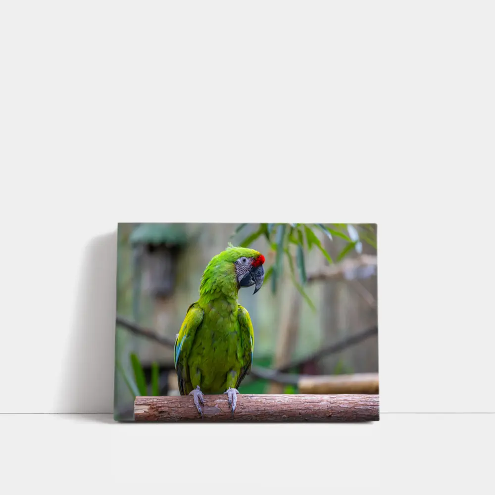 Green Macaw Parrot Perched On Branch – Wall Art