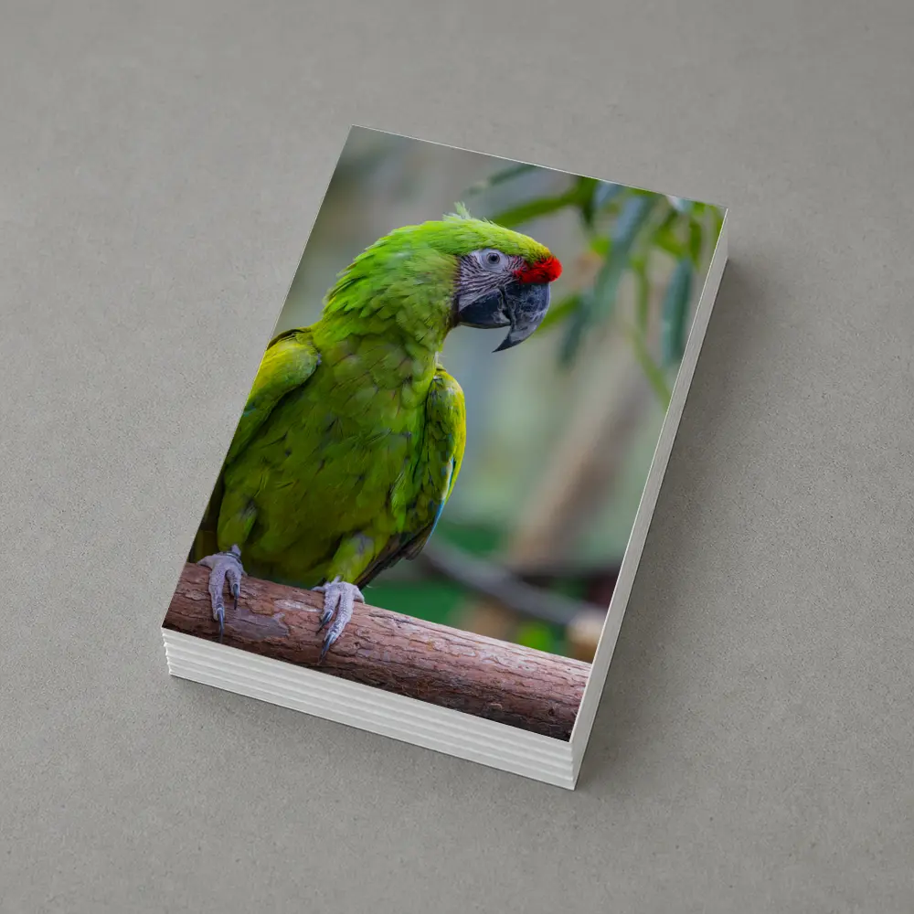 Green Macaw Parrot Perched On Branch – Postcards