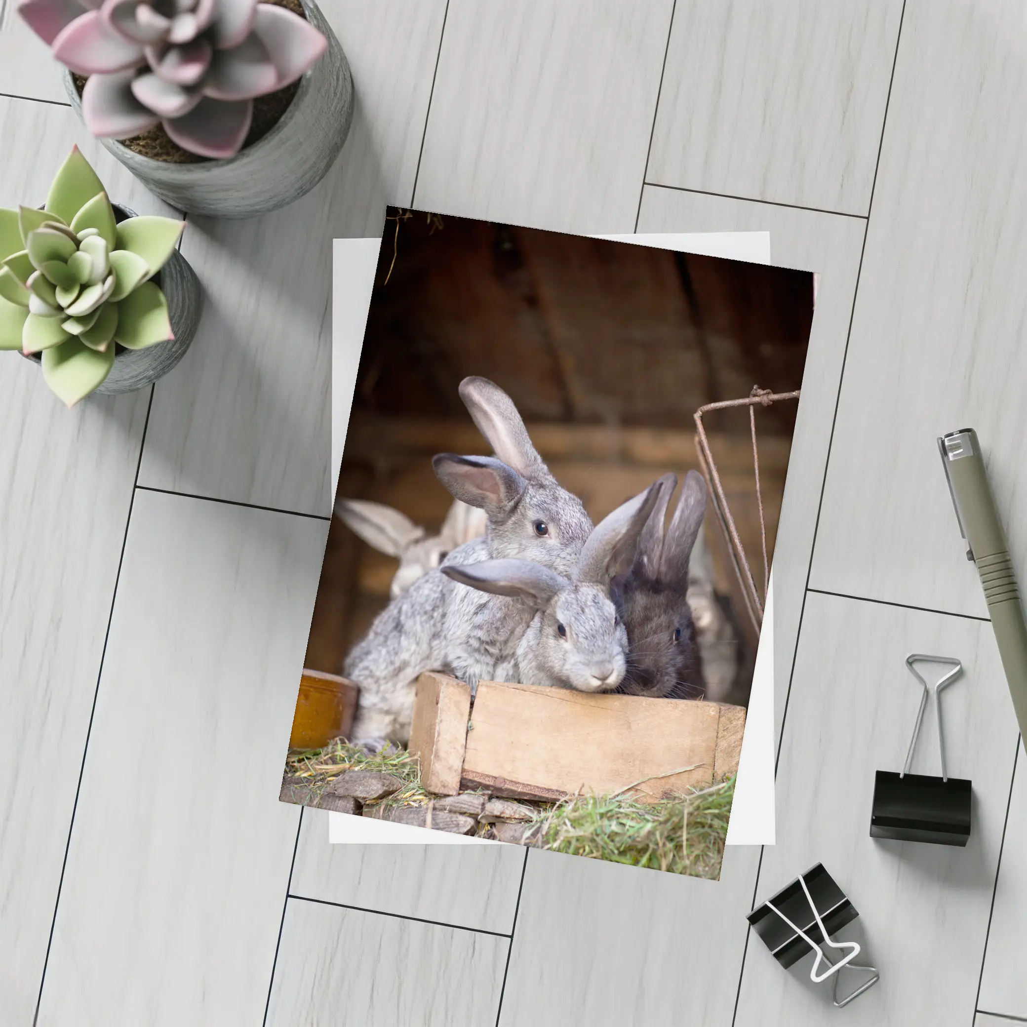 Gray Rabbits Resting in Wooden Hutch – Postcards
