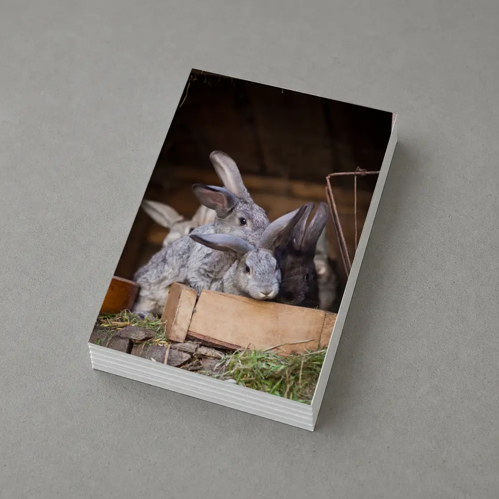 Gray Rabbits Resting in Wooden Hutch – Postcards