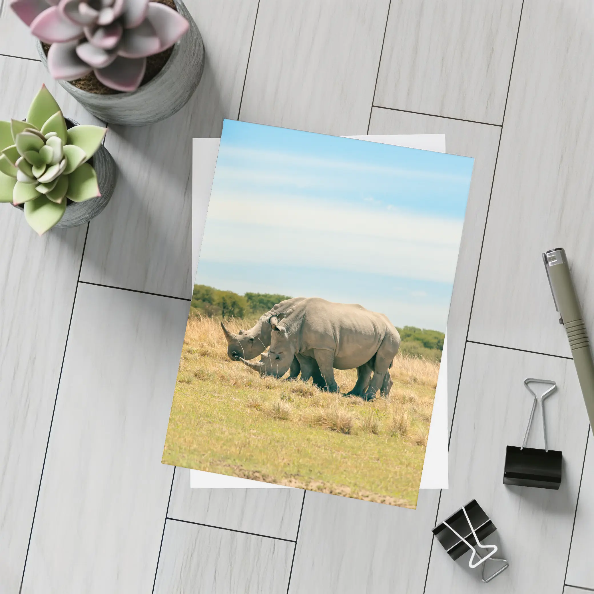 White Rhino Pair Grazing African Savanna – Postcards