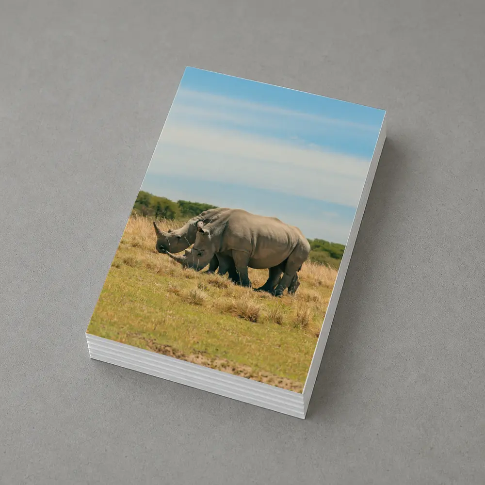 White Rhino Pair Grazing African Savanna – Postcards