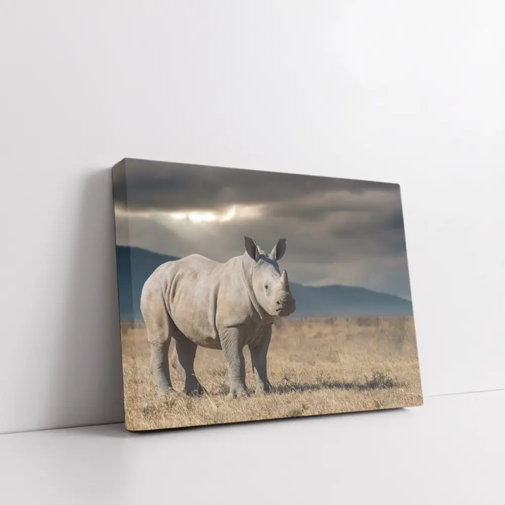 Young White Rhino Standing On African Savanna – Wall Art