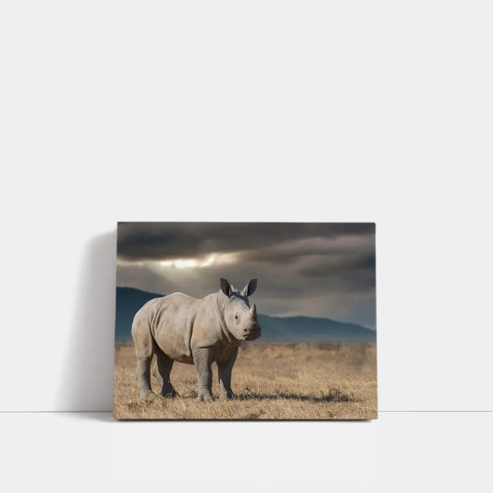 Young White Rhino Standing On African Savanna – Wall Art