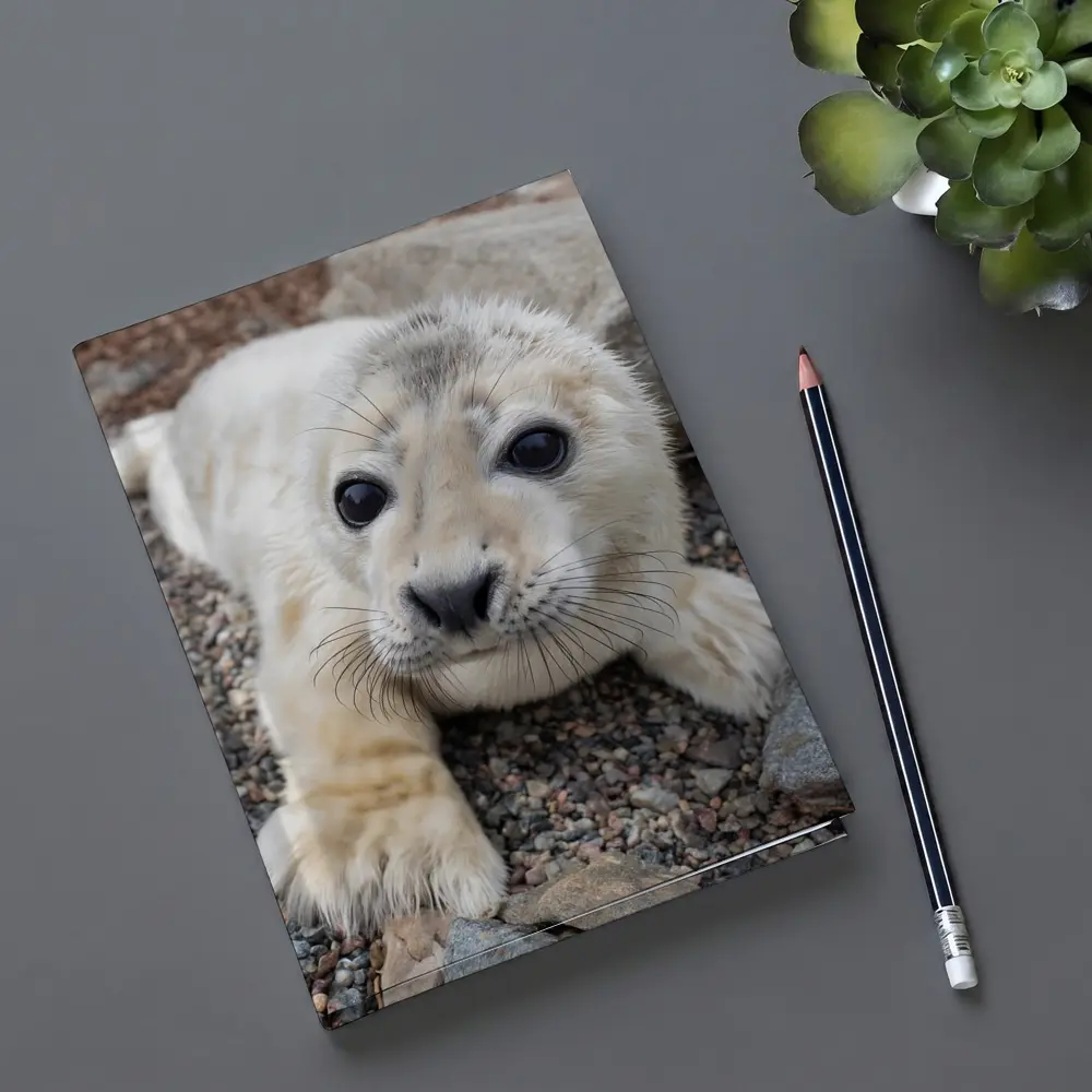 Baby Seal Pup on Rocky Gravel Ground – Notebooks