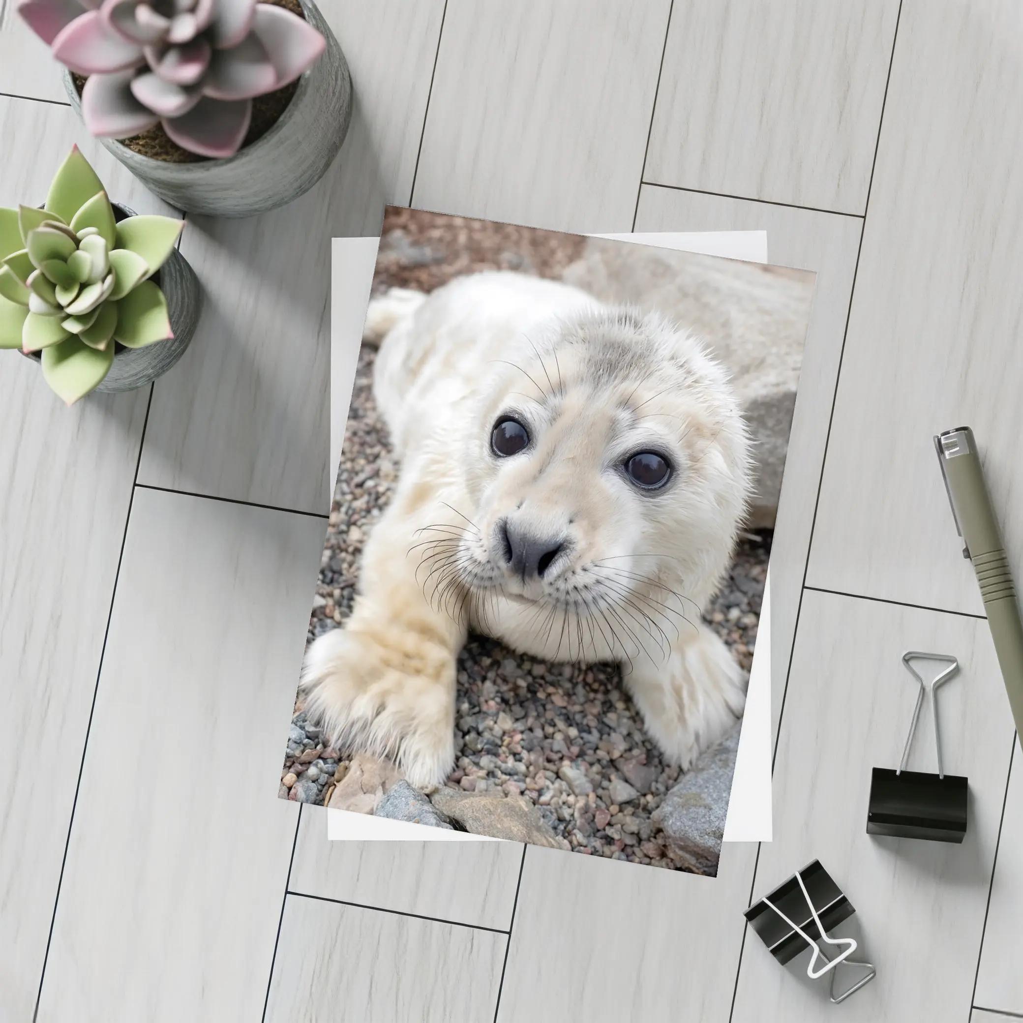 Baby Seal Pup on Rocky Gravel Ground – Postcards