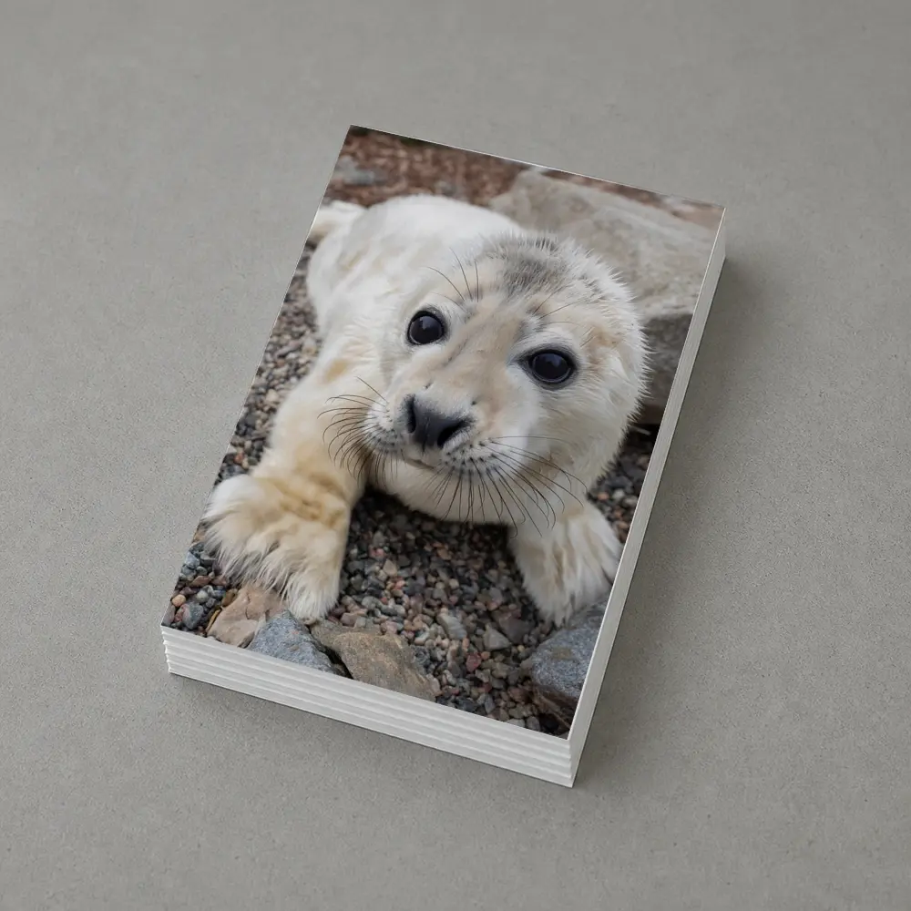 Baby Seal Pup on Rocky Gravel Ground – Postcards